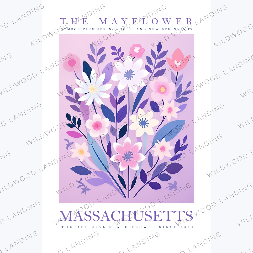 MASSACHUSETTS STATE FLOWER